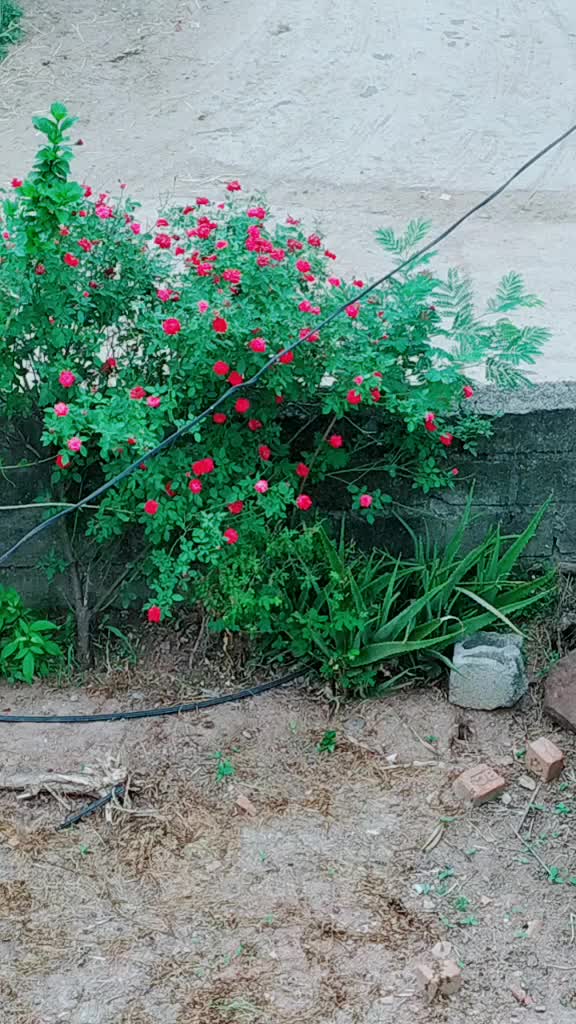 @manasa reddy manu