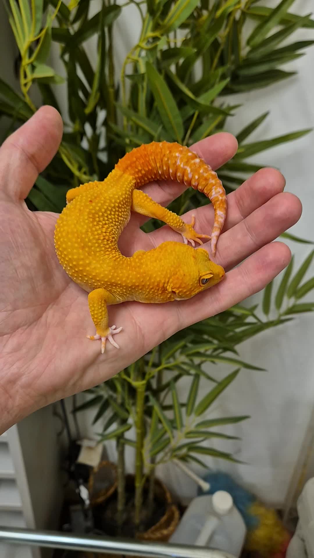 @CambridgeGecko