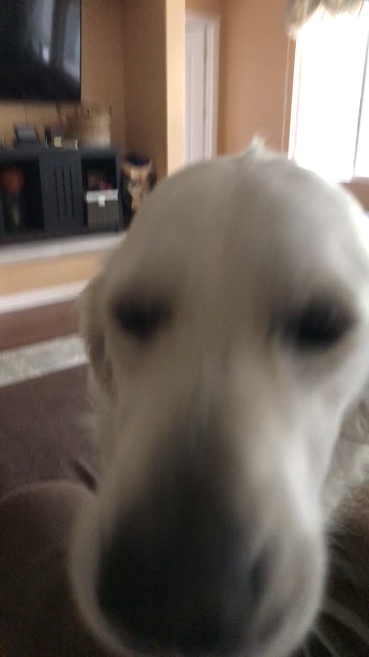 @pierredawg