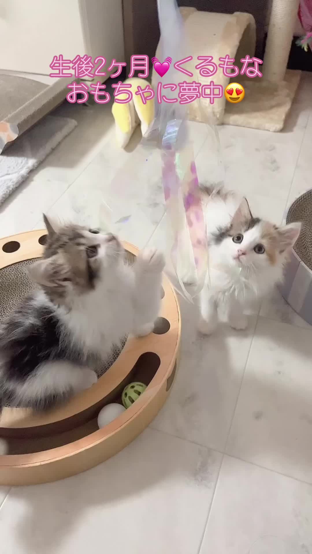 @ふたばꕤ︎︎