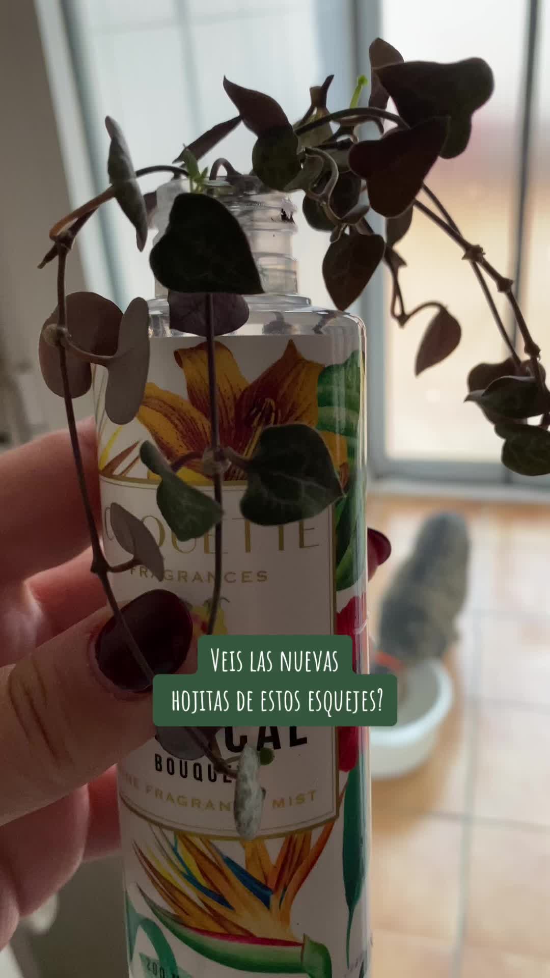 @🌸PlantsMoni🌿