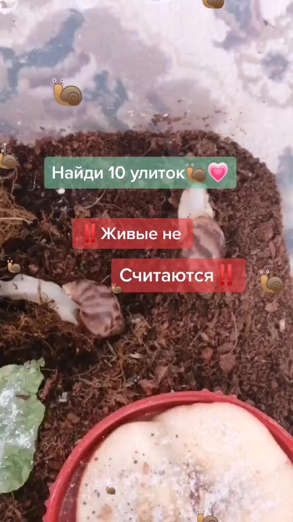 @Улиточки🐌💞