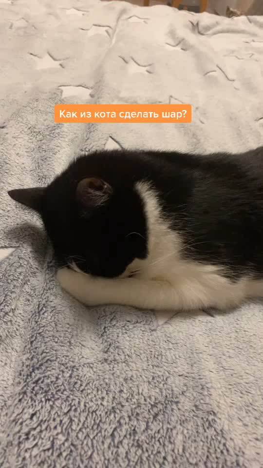 @ELENA AND 2CATS