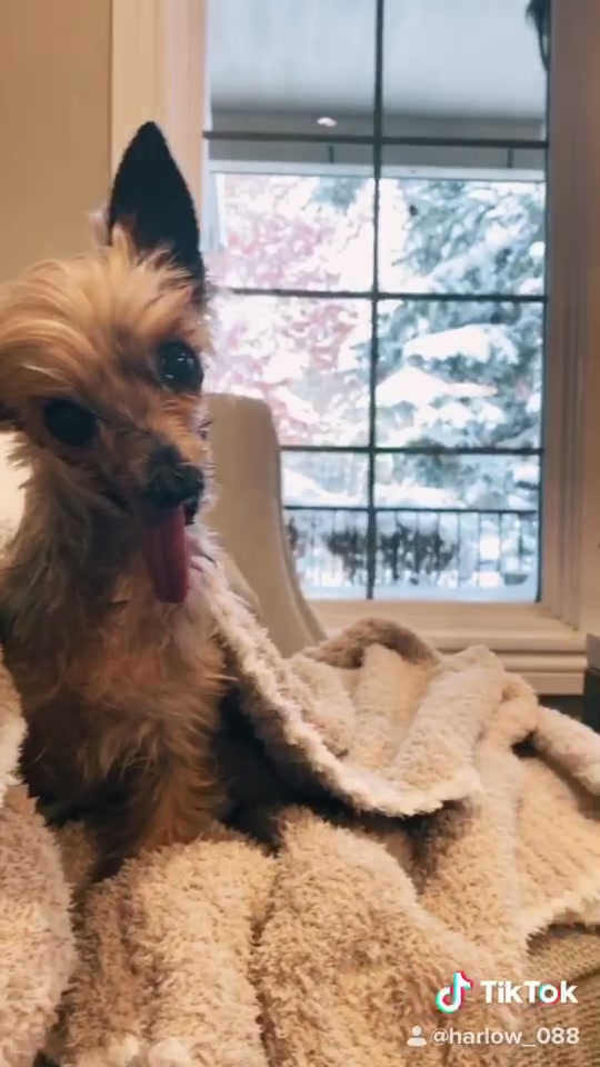 @Harlow the Yorkie