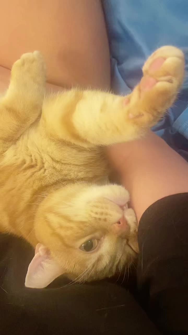 @社会人の猫暮らし🐈あめ