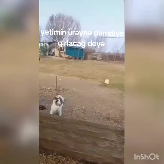 @🪽