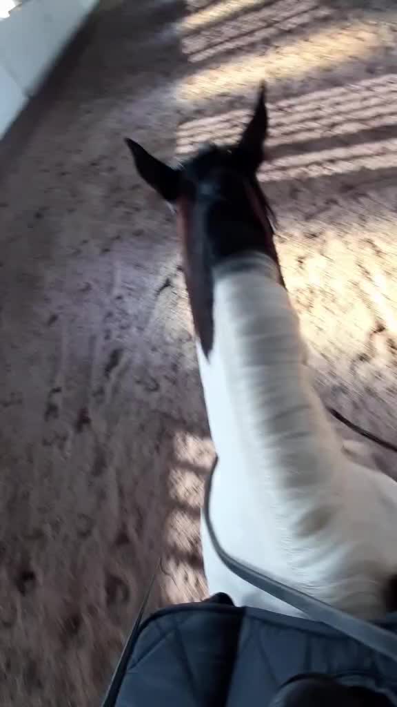@horsecam