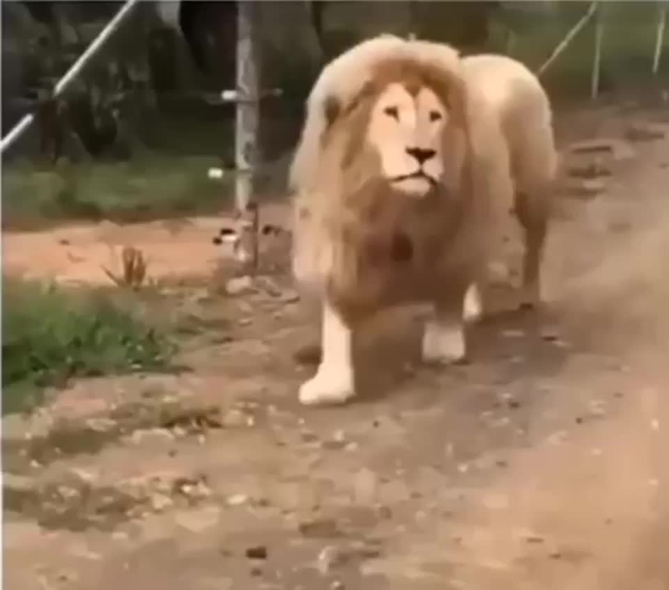 @Kedidir kedi♥️
