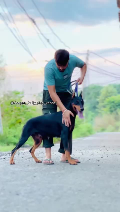 @charger bully dog kennel