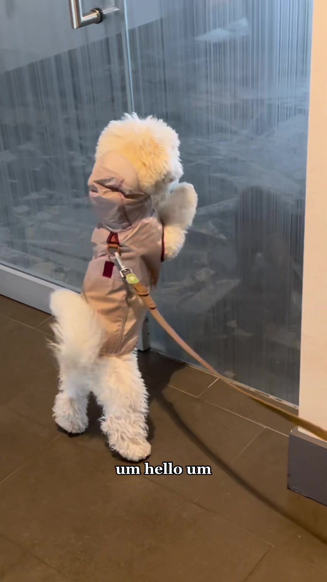 @Rui the Bichon