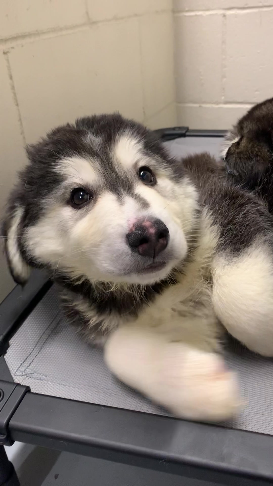 @Anchorage Animal Care Control