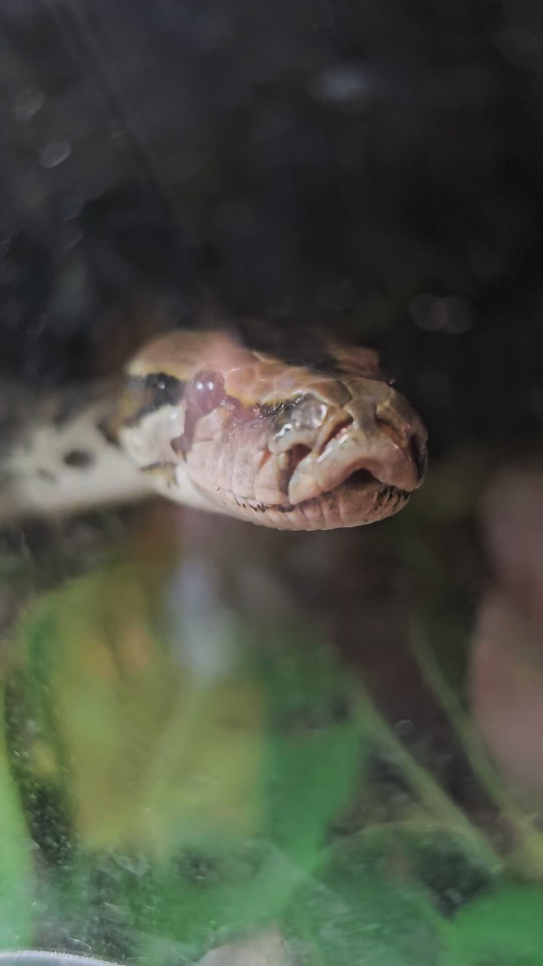 @mudcowpythons