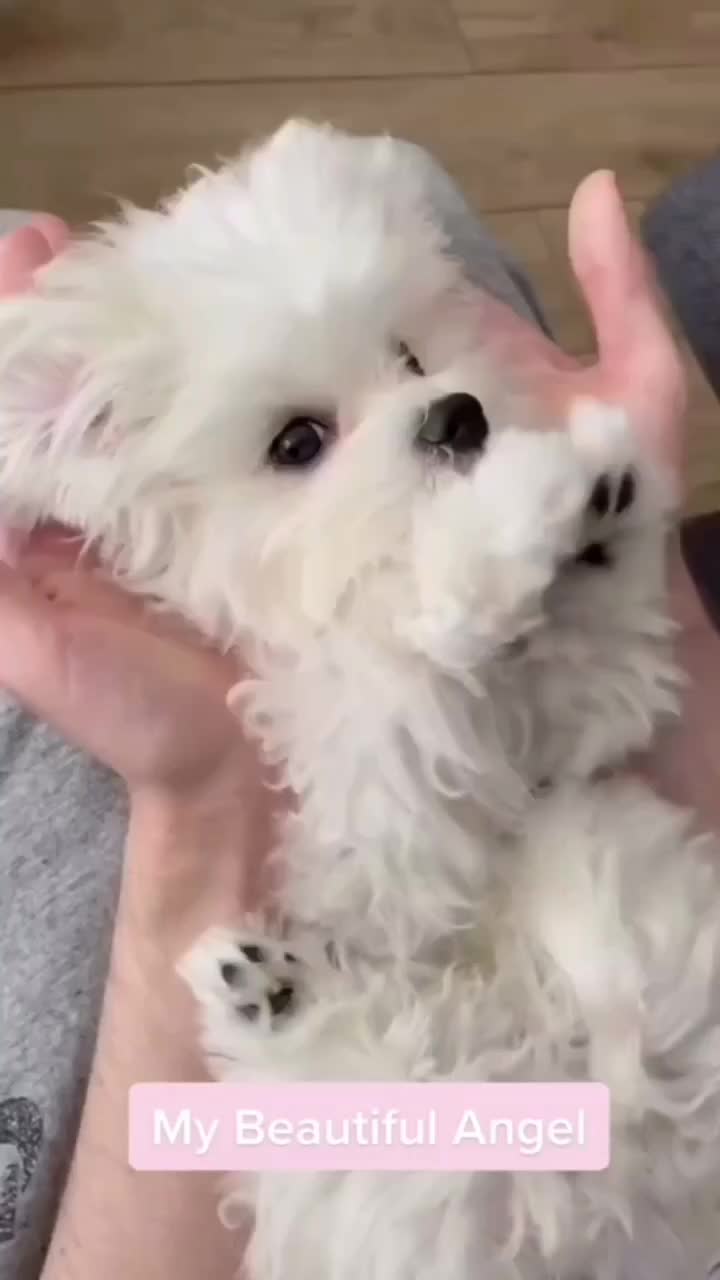 @mildred.the.maltese