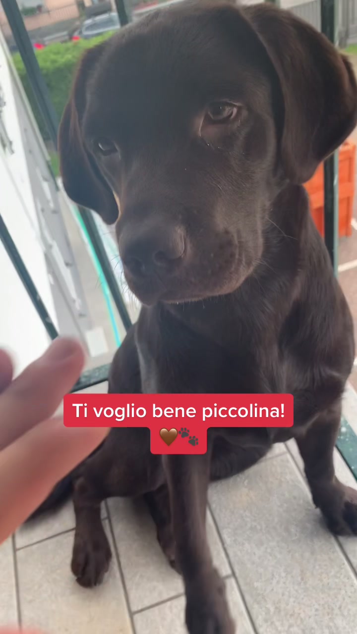 @joy_thechocolatelab