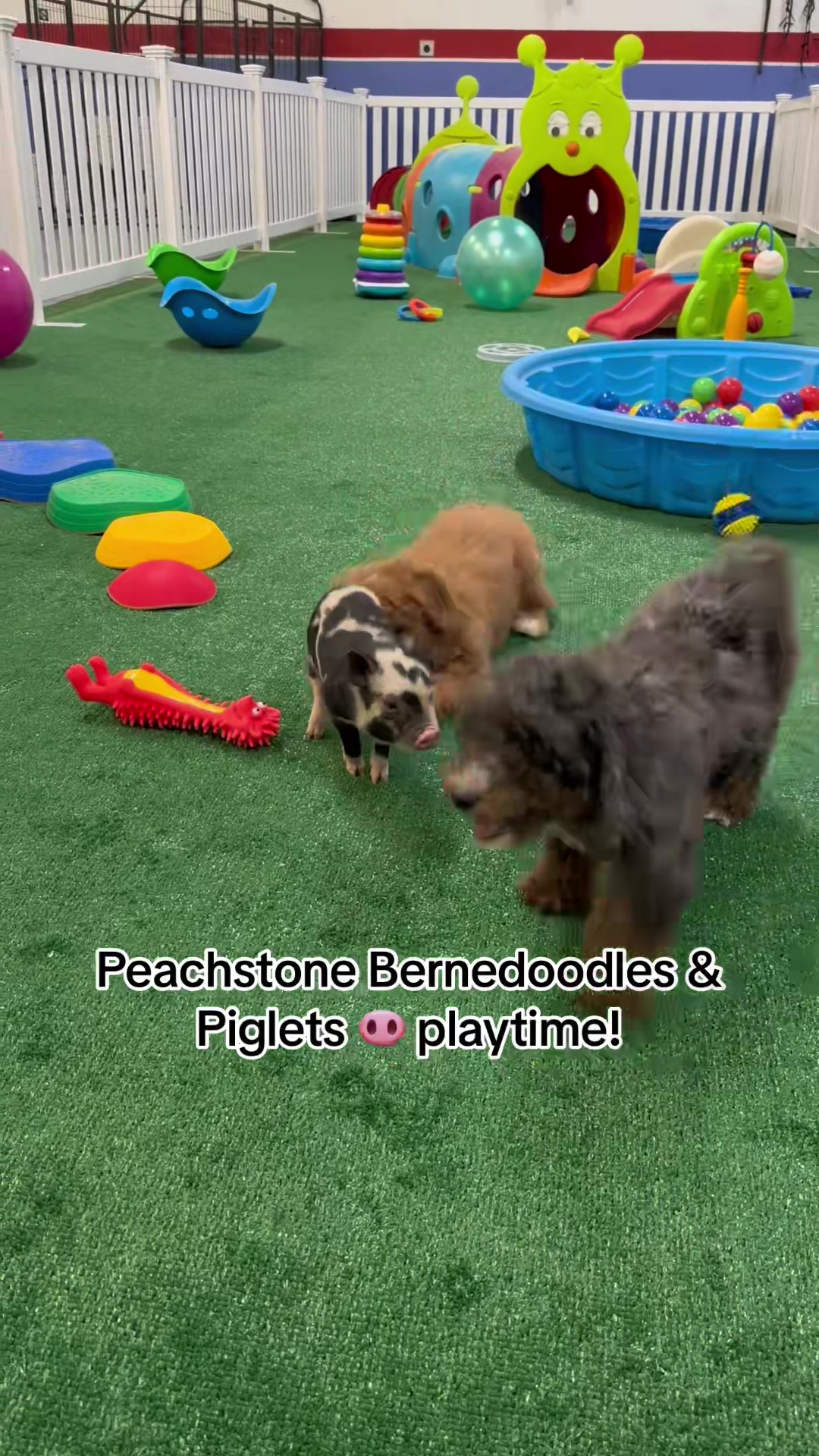 @Peachstones Bernedoodles