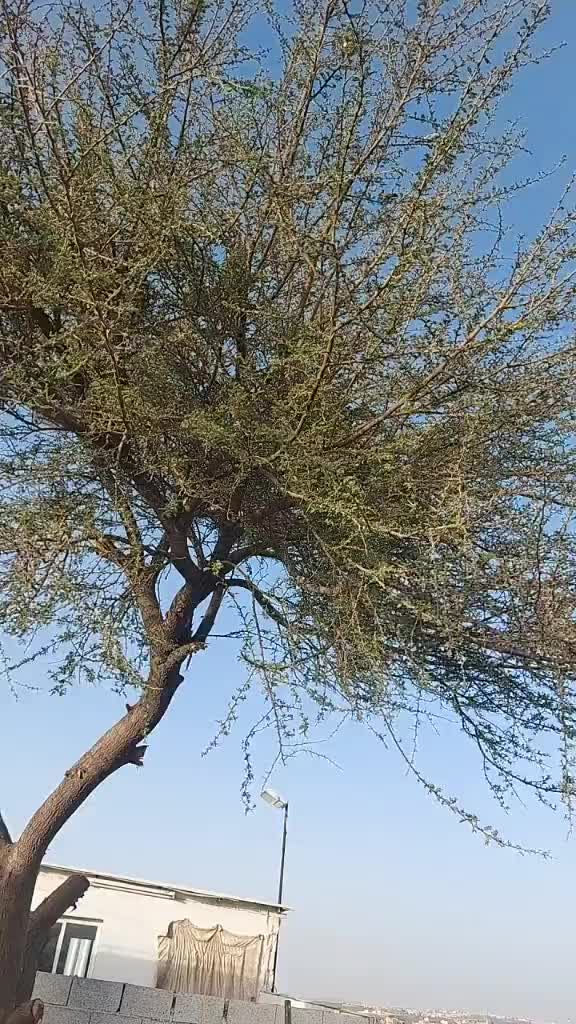 @परदेशी कान्छा 321