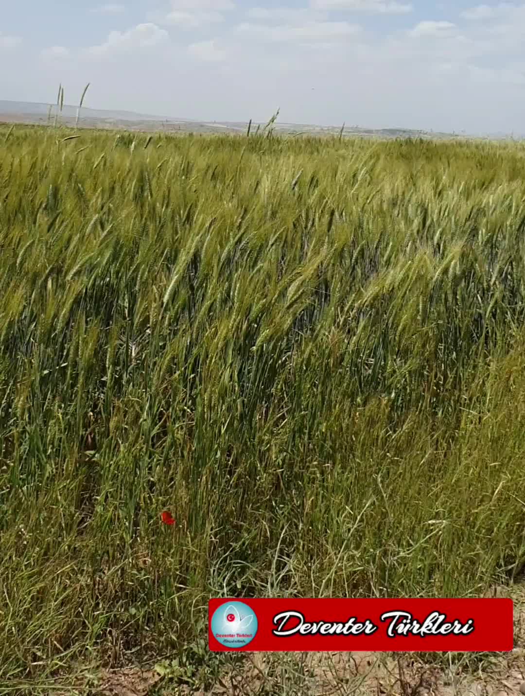 @Yaşar Eren