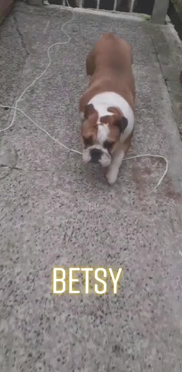 @threedogsanjenny