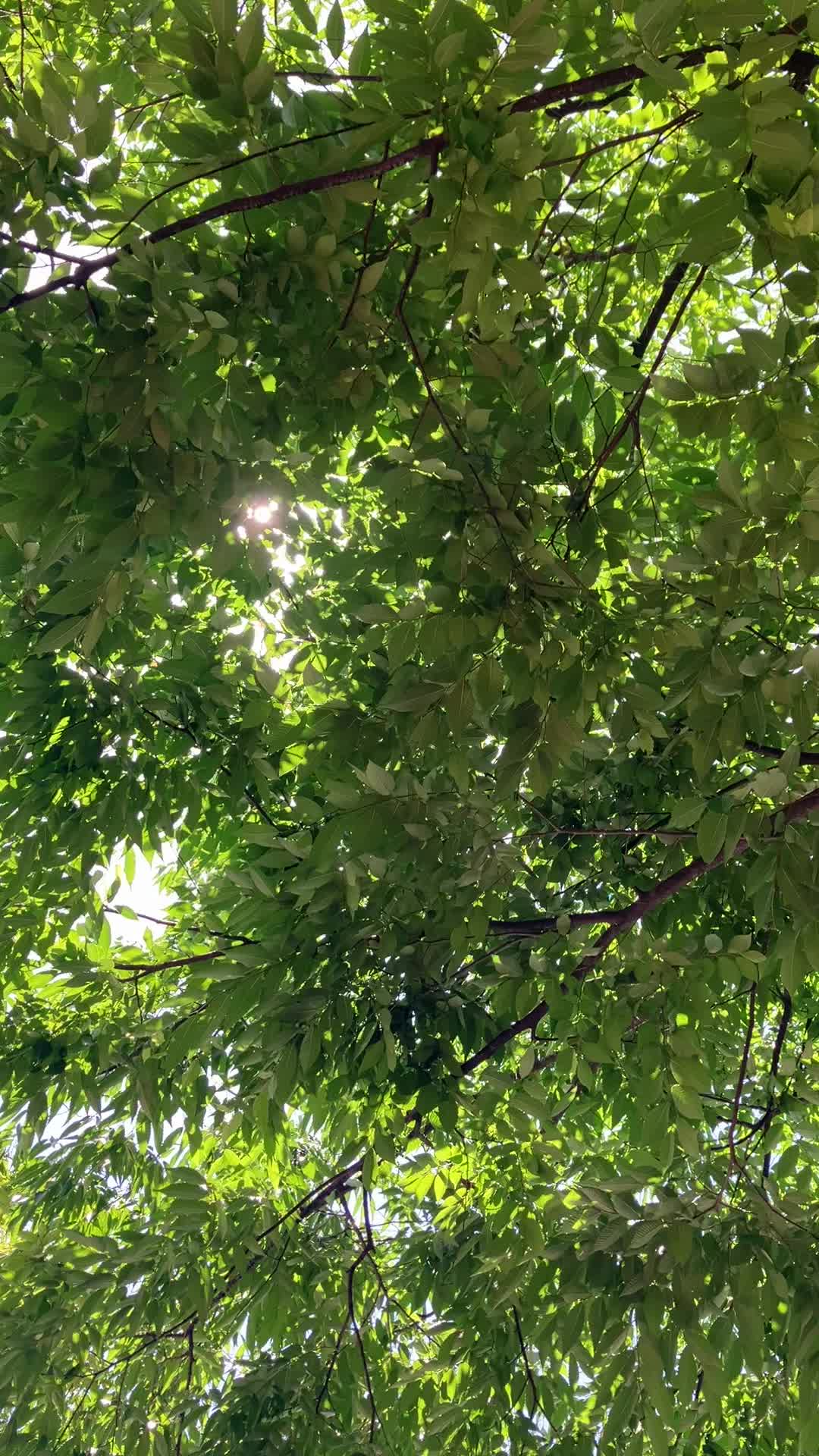 @Green._.tree01