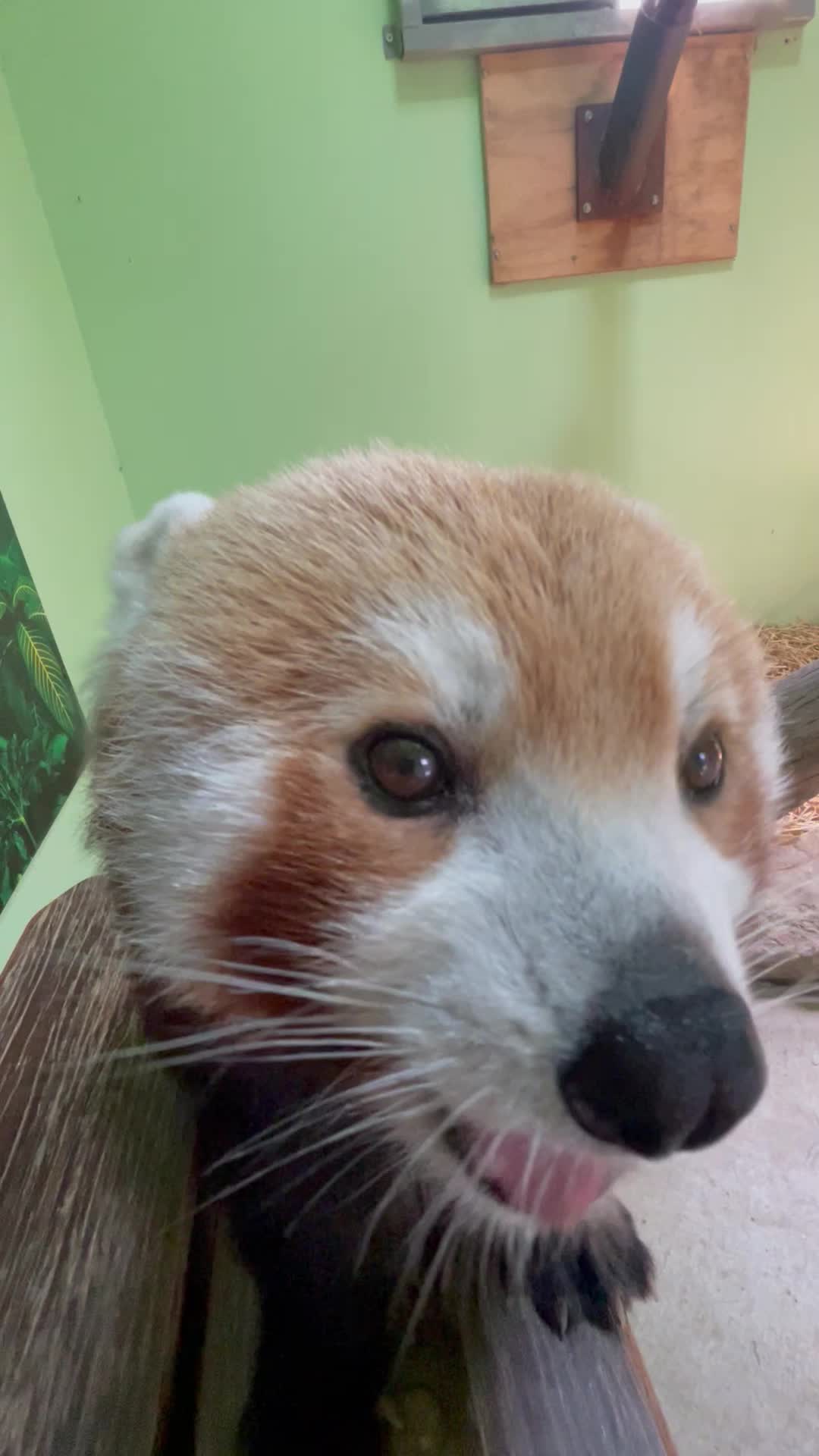 @judeszoolife