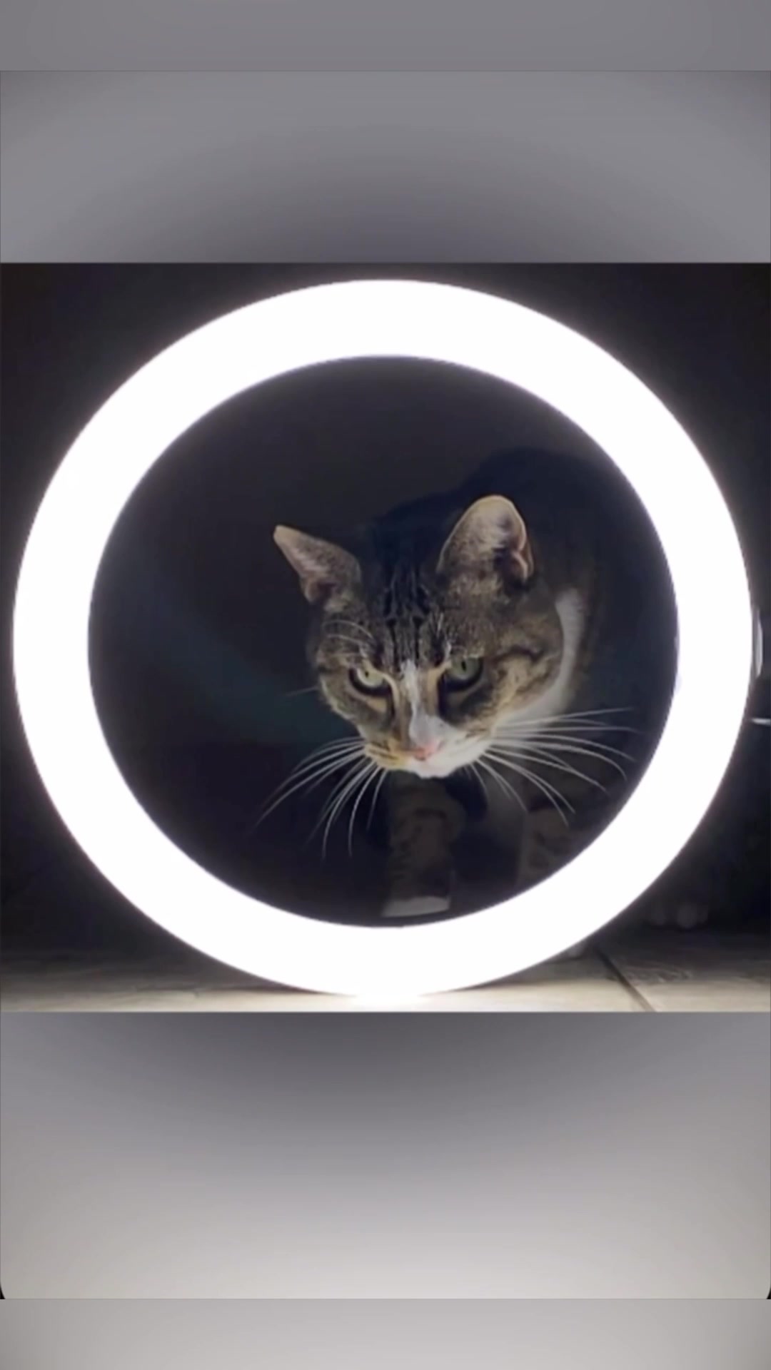 @Marielethecat