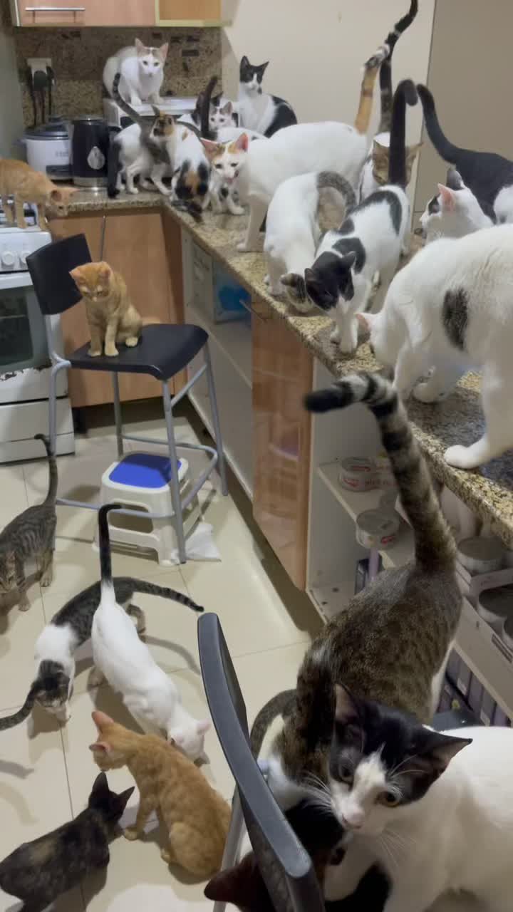 @StrayCatsAngel