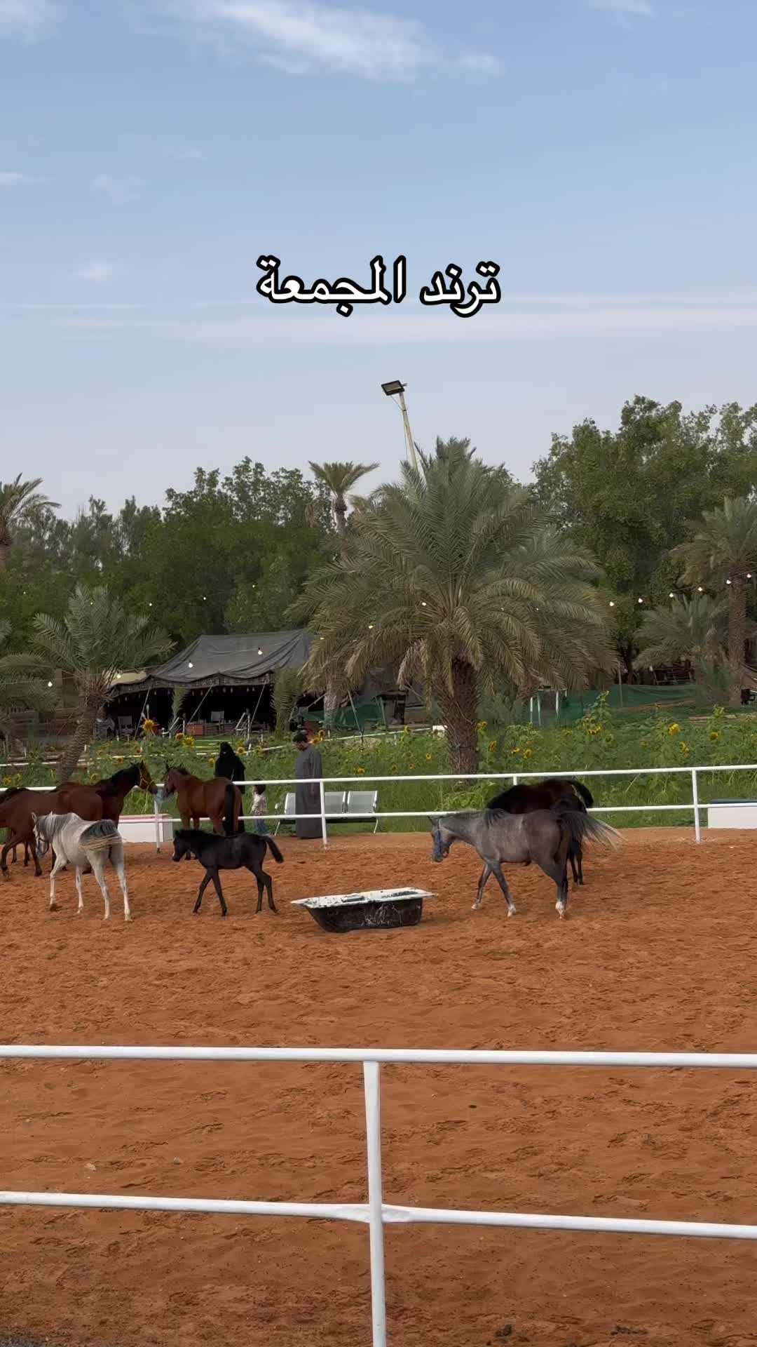 @ترند المجمعة 🌴