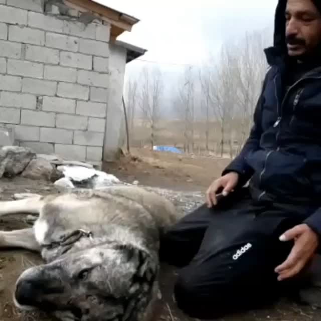 @Dicle Baybaşin