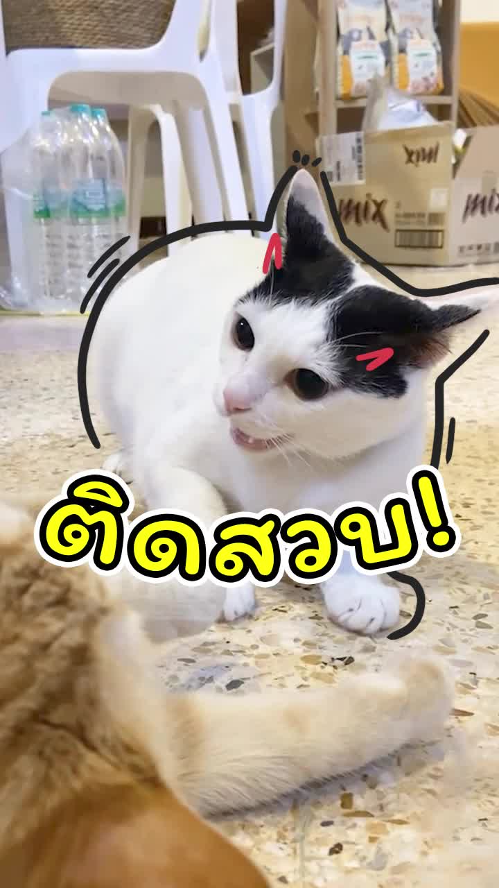 @แชปครองโลก