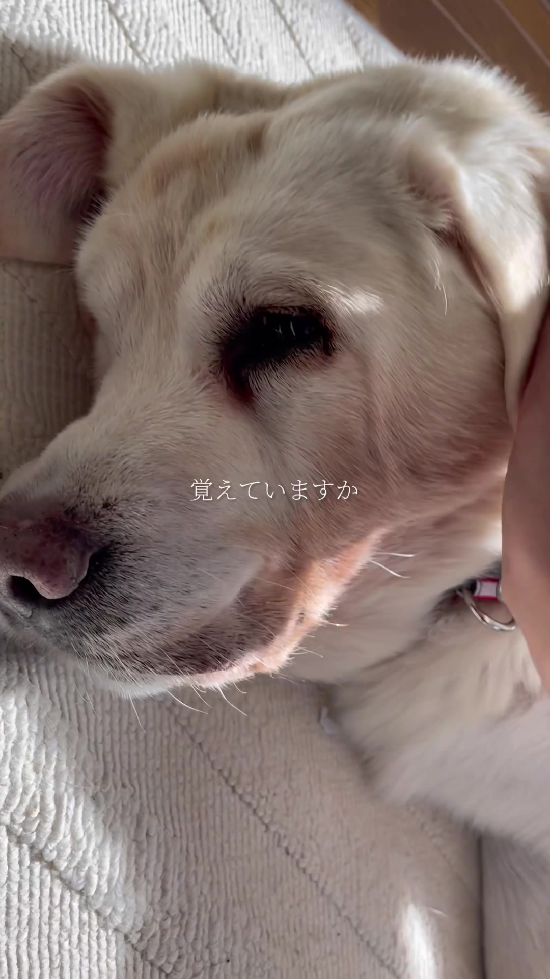 @みゆといぬ。