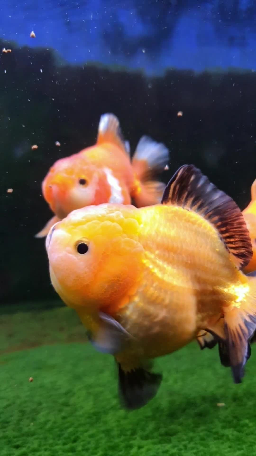 @Ace Aquascape