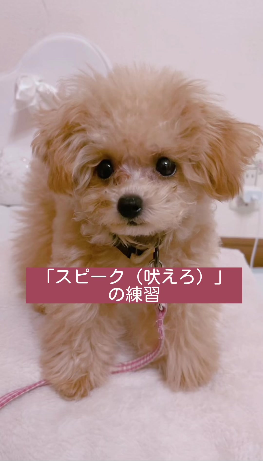 @🍮🍓プリッフィー🍮🍓