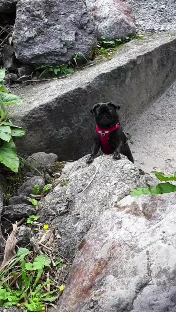 @lovelypug.kiba