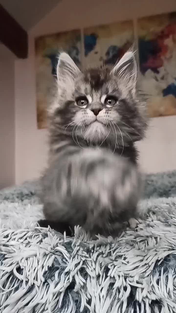 @Cattery Of Wild Kingdom