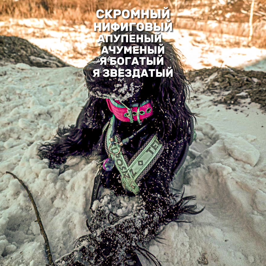 @шакалёнок
