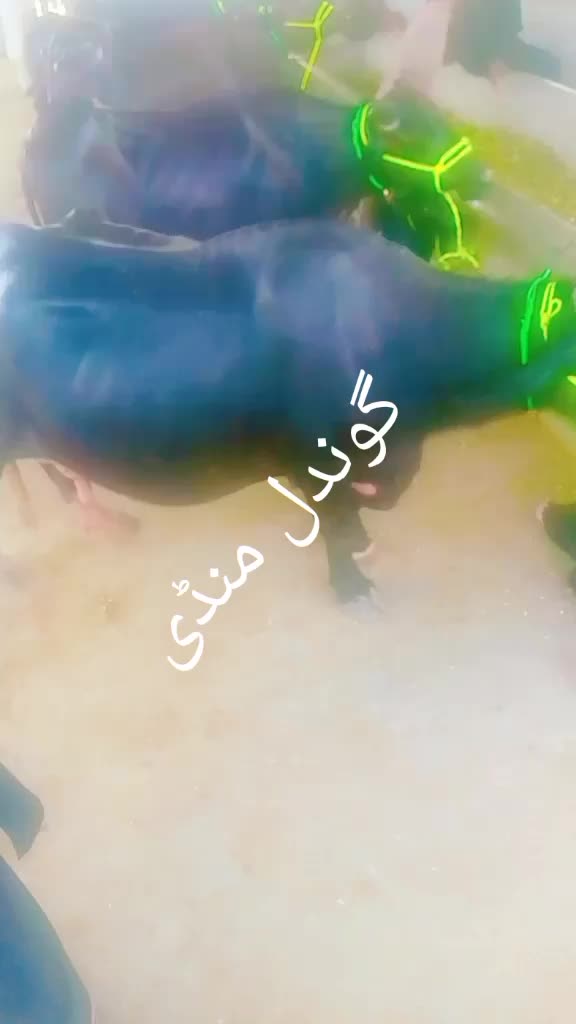 @Malik Official