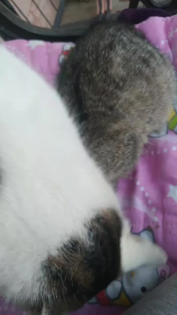 @🐄🐈⬛Moni🐄🐈⬛