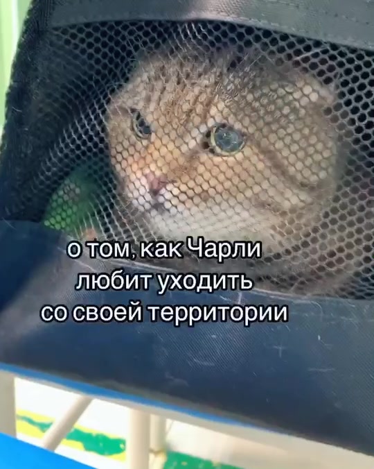 @тгк истории от алисы