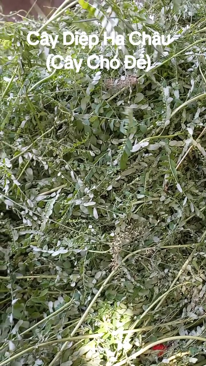 @B&Aacute;CH VỊ PHƯƠNG NAM