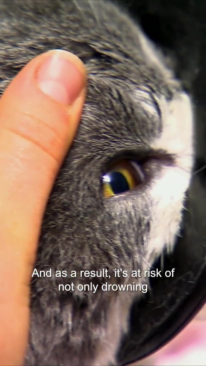 @Bondi Vet