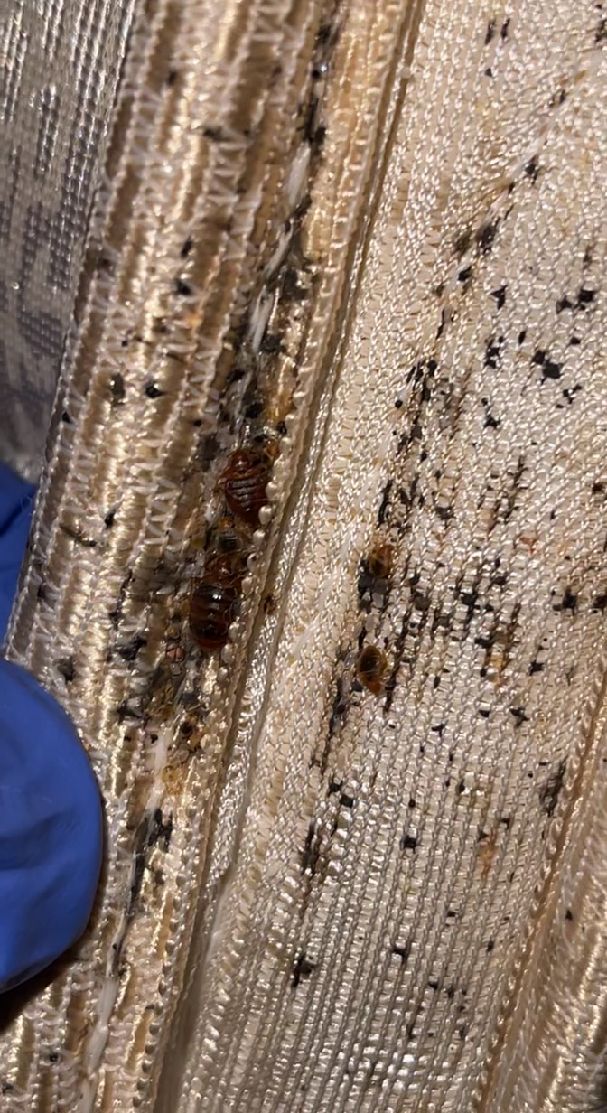 @JetCo Pest & Bed Bug Services