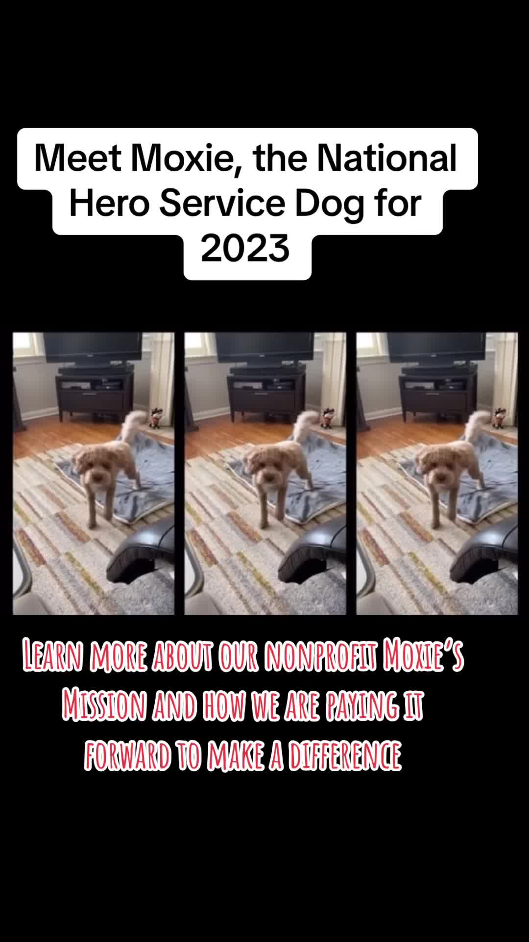 @Adventureswithmoxie