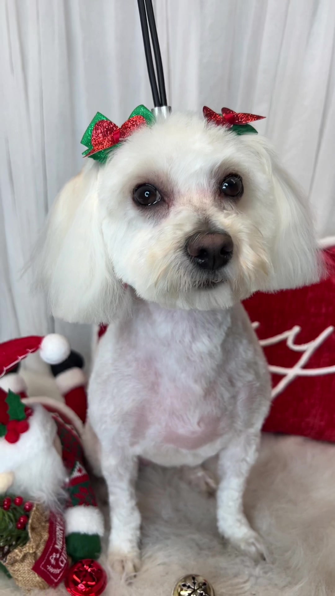 @Bonnies Grooming Llc