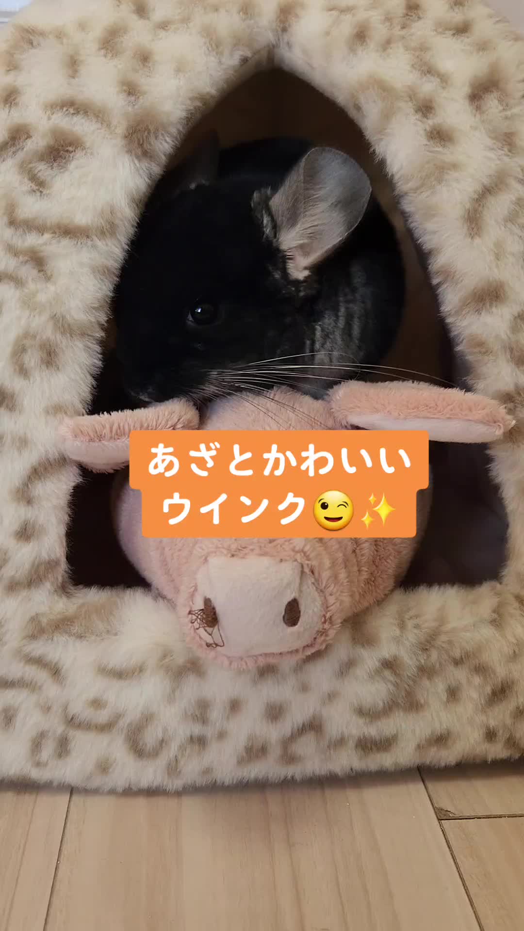 @チンチラプー子