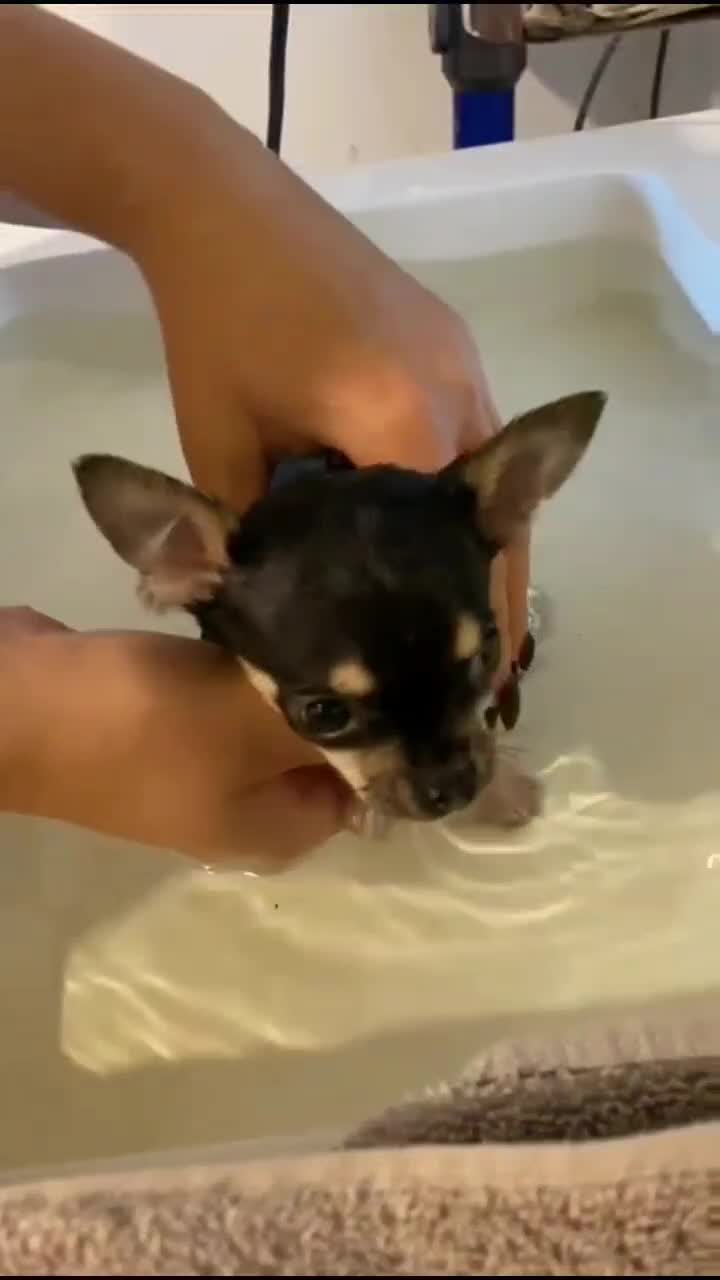 @Paco.the.Chihuahua