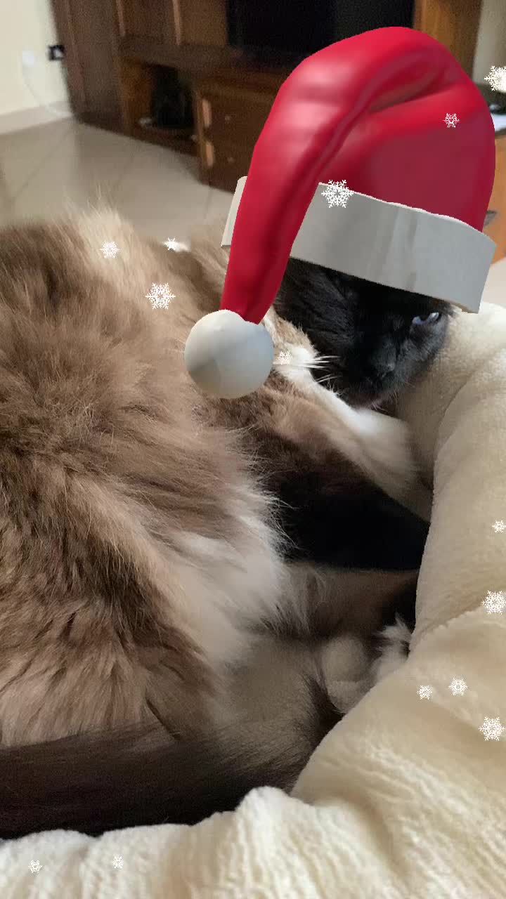 @Ren the Ragdoll Cat