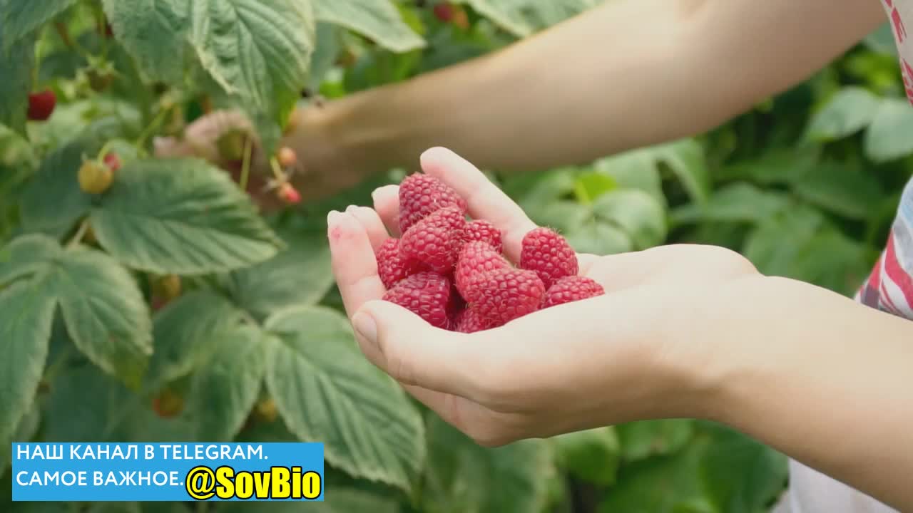 @СОВЕТЫ БИОЛОГА