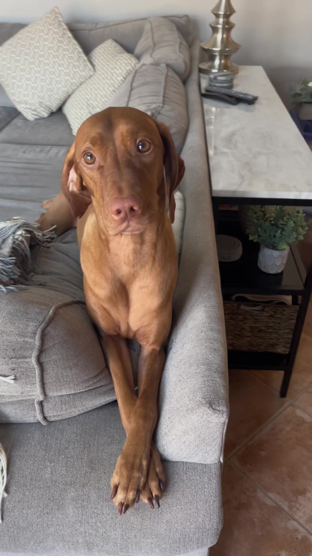 @Brookie The Vizsla