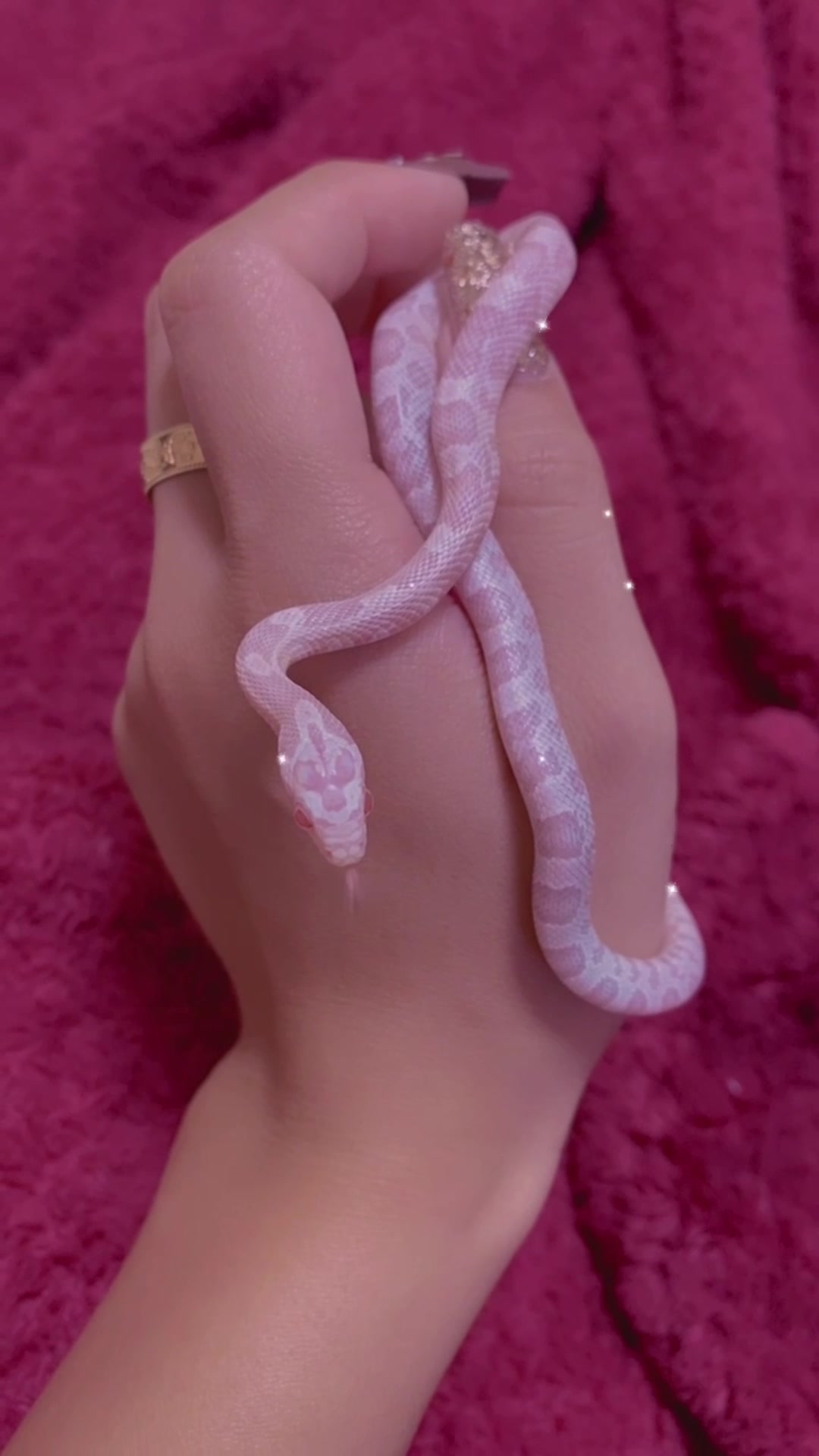 @りおん🪼🐍🦅
