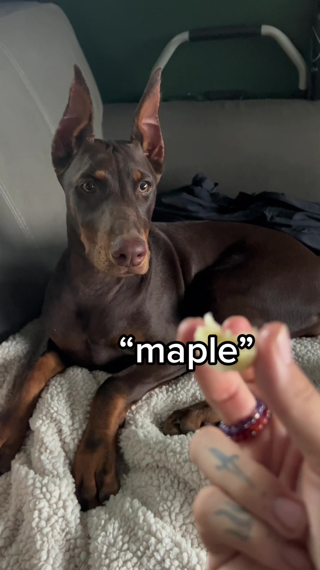 @🦇 maple mae 🦇